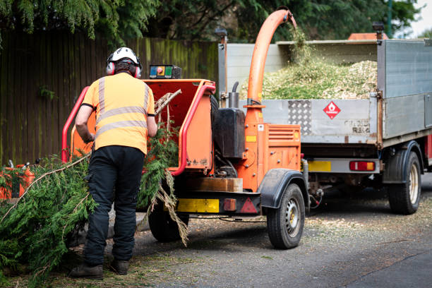 Best Lawn Renovation and Restoration  in Waterloo, IN