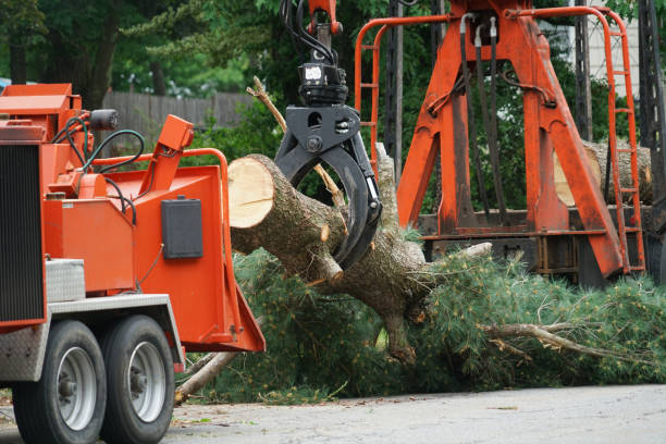 Best Tree Trimming and Pruning  in Waterloo, IN