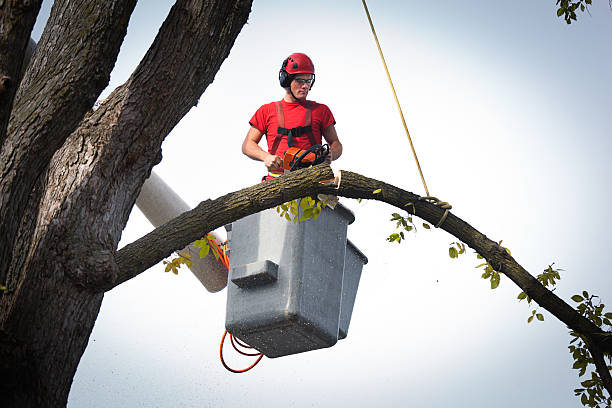  Waterloo, IN Tree Removal Pros